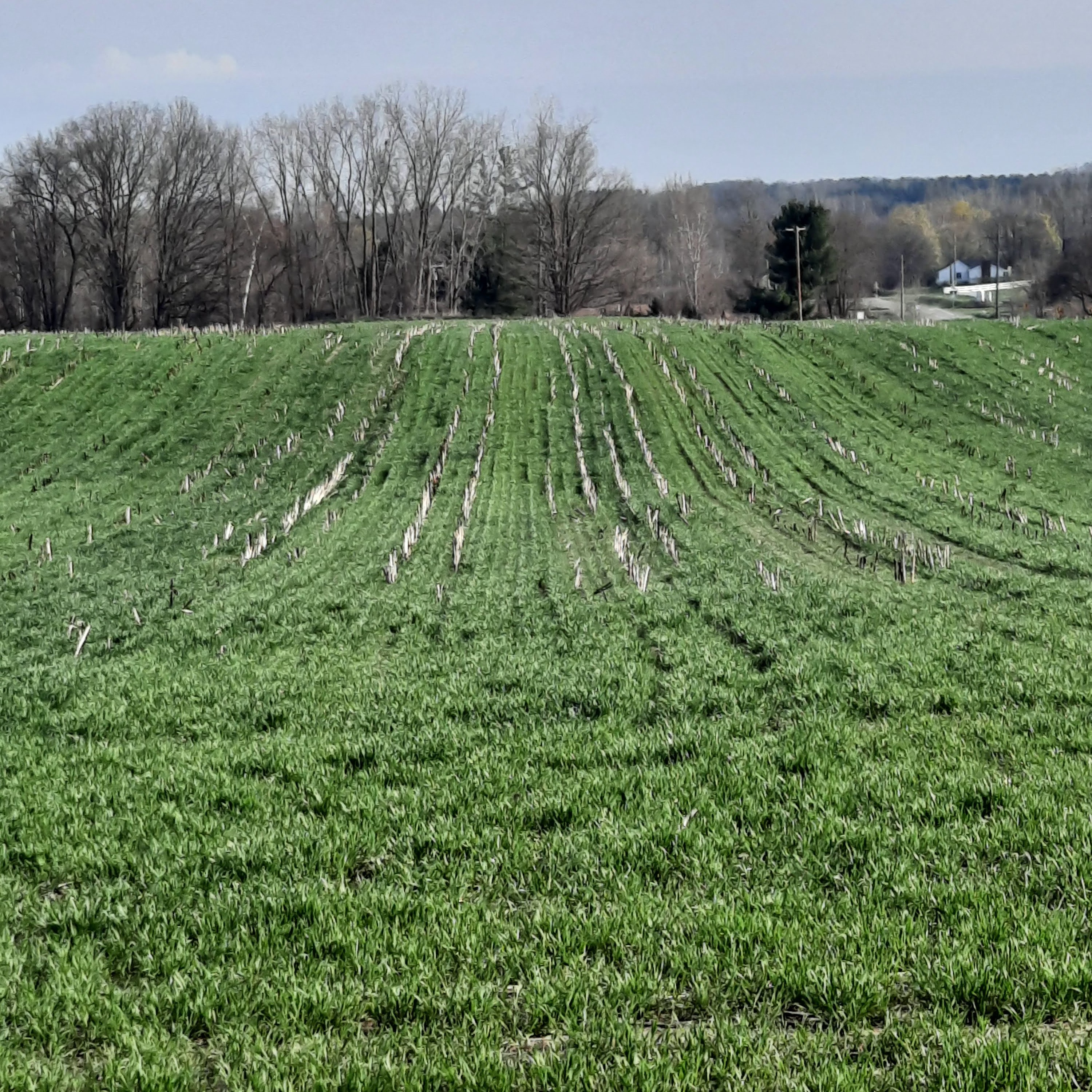 Hilly corn field with stalks and sprouts.jpg